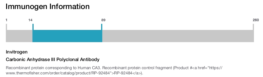 Carbonic Anhydrase III Polyclonal Antibody