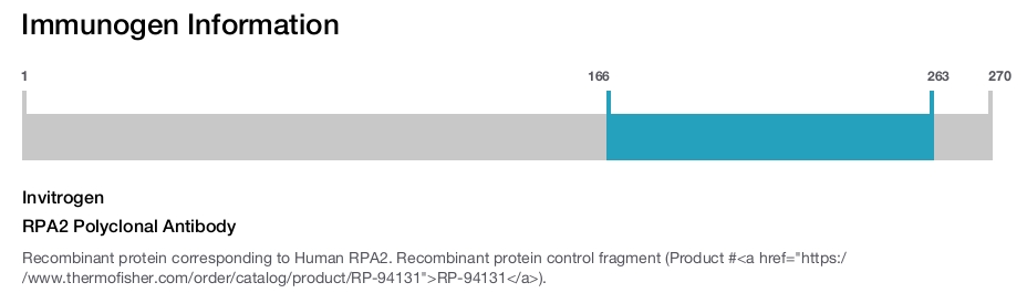 RPA2 Polyclonal Antibody