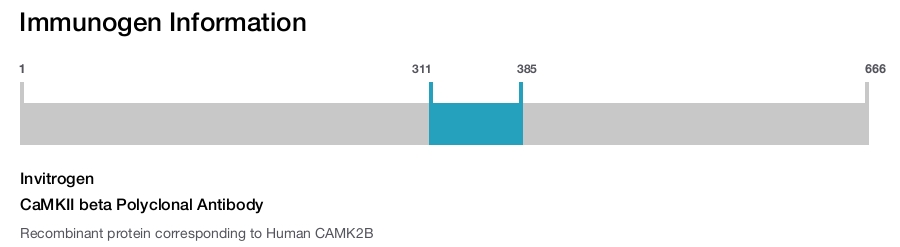CaMKII beta Polyclonal Antibody