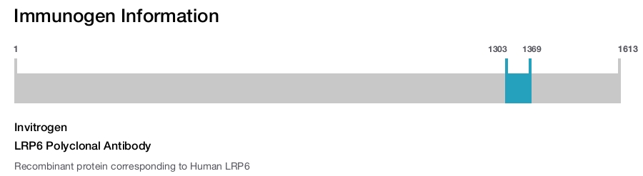 LRP6 Polyclonal Antibody