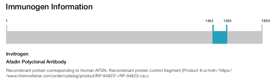 Afadin Polyclonal Antibody