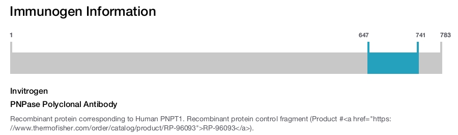 PNPase Polyclonal Antibody