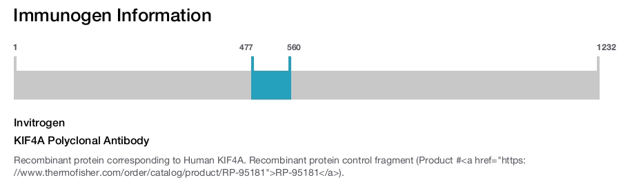KIF4A Polyclonal Antibody
