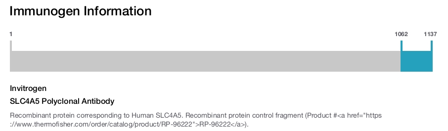 SLC4A5 Polyclonal Antibody