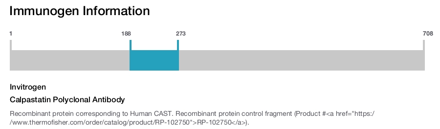 Calpastatin Polyclonal Antibody
