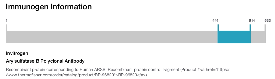 Arylsulfatase B Polyclonal Antibody