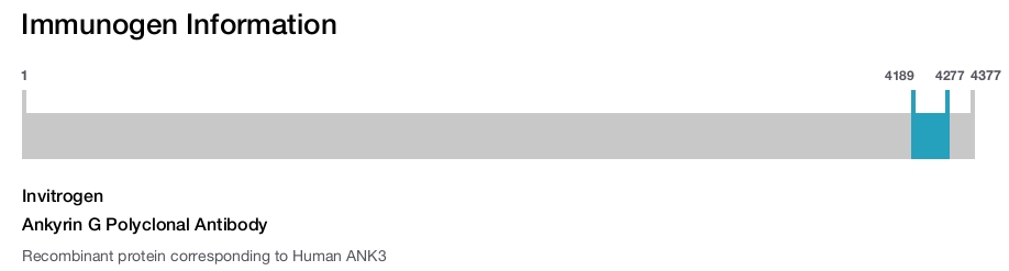 Ankyrin G Polyclonal Antibody