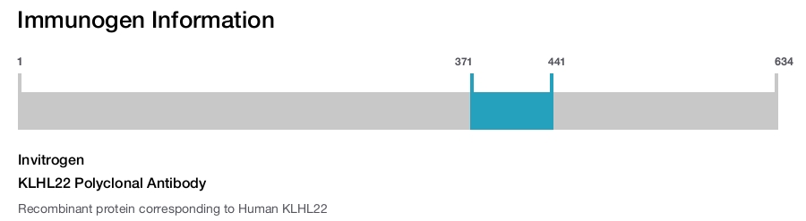 KLHL22 Polyclonal Antibody