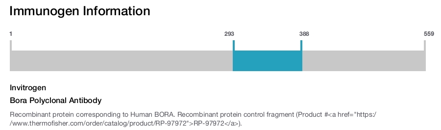 Bora Polyclonal Antibody