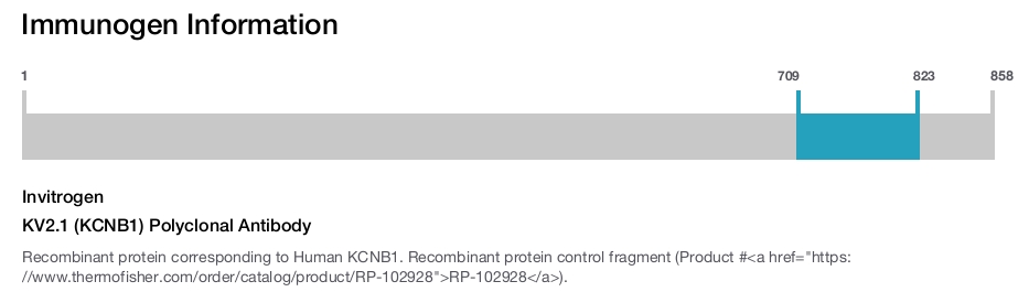 KV2.1 (KCNB1) Polyclonal Antibody