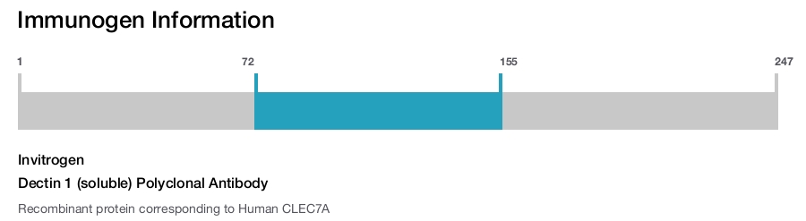 Dectin 1 (soluble) Polyclonal Antibody