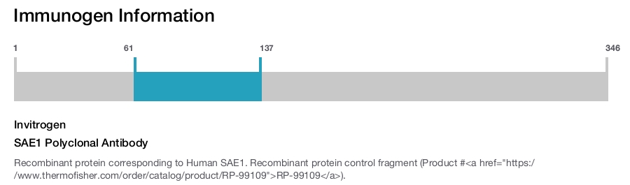 SAE1 Polyclonal Antibody