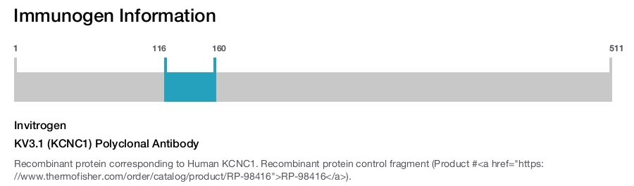 KV3.1 (KCNC1) Polyclonal Antibody