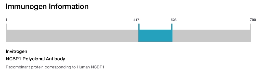 NCBP1 Polyclonal Antibody