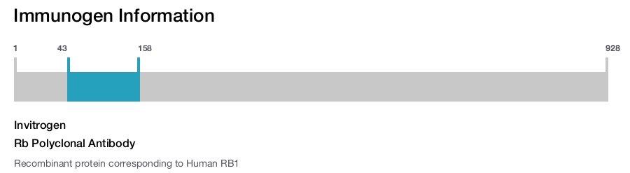Rb Polyclonal Antibody
