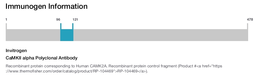 CaMKII alpha Polyclonal Antibody