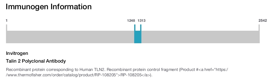 Talin 2 Polyclonal Antibody