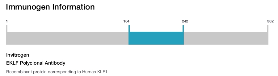 EKLF Polyclonal Antibody
