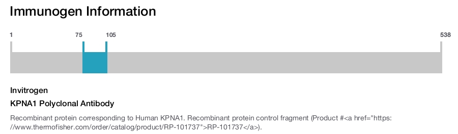 KPNA1 Polyclonal Antibody