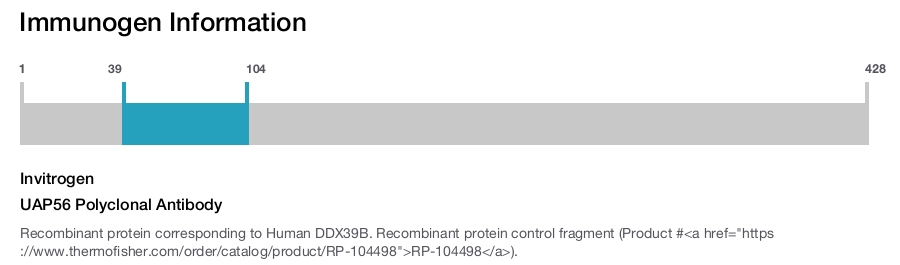 UAP56 Polyclonal Antibody