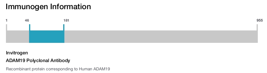 ADAM19 Polyclonal Antibody