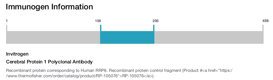 Cerebral Protein 1 Polyclonal Antibody