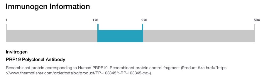PRP19 Polyclonal Antibody