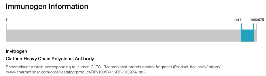 Clathrin Heavy Chain Polyclonal Antibody
