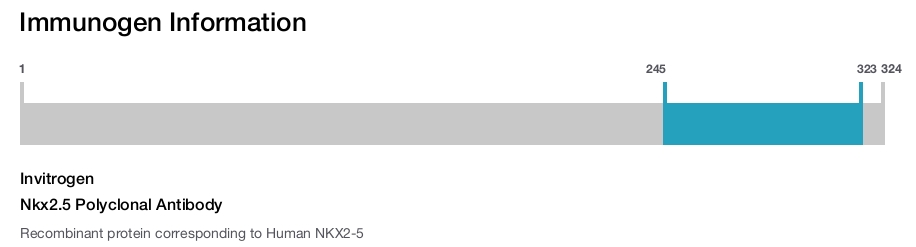Nkx2.5 Polyclonal Antibody
