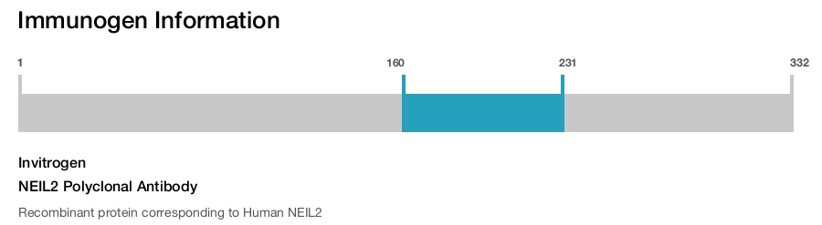 NEIL2 Polyclonal Antibody
