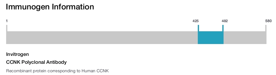CCNK Polyclonal Antibody