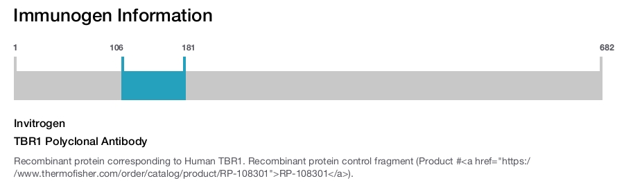 TBR1 Polyclonal Antibody