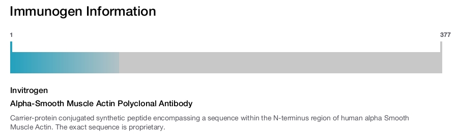Alpha-Smooth Muscle Actin Polyclonal Antibody
