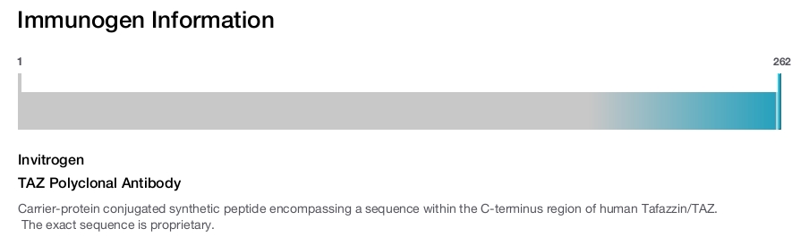 TAZ Polyclonal Antibody