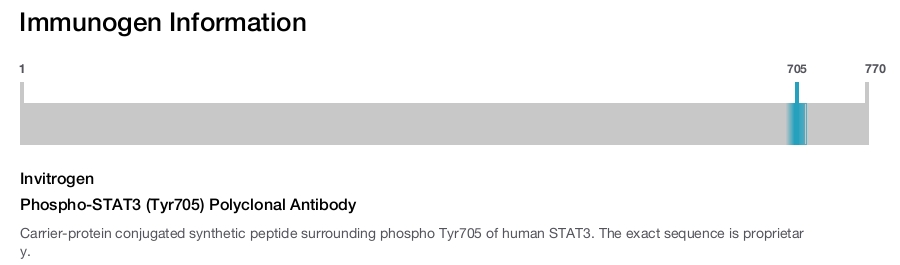 Phospho-STAT3 (Tyr705) Polyclonal Antibody