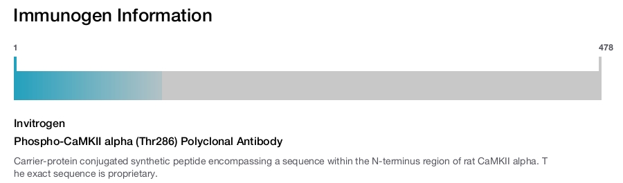 Phospho-CaMKII alpha (Thr286) Polyclonal Antibody