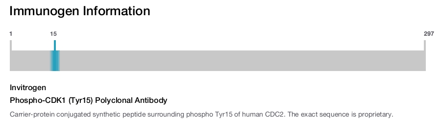 Phospho-CDK1 (Tyr15) Polyclonal Antibody