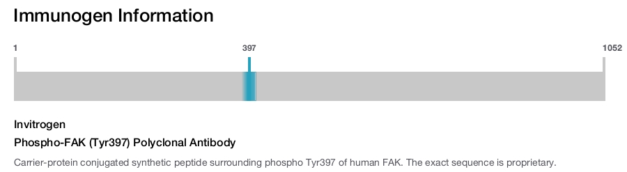 Phospho-FAK (Tyr397) Polyclonal Antibody