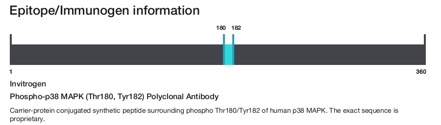 Phospho-p38 MAPK (Thr180, Tyr182) Polyclonal Antibody
