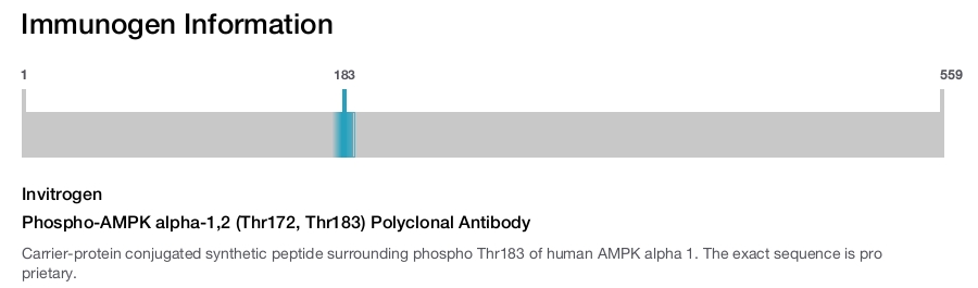 Phospho-AMPK alpha-1,2 (Thr172, Thr183) Polyclonal Antibody