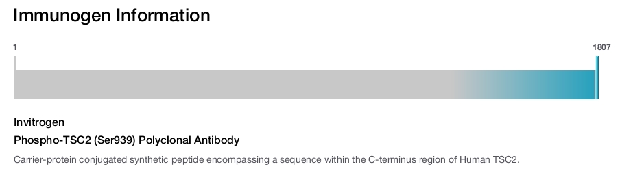 Phospho-TSC2 (Ser939) Polyclonal Antibody