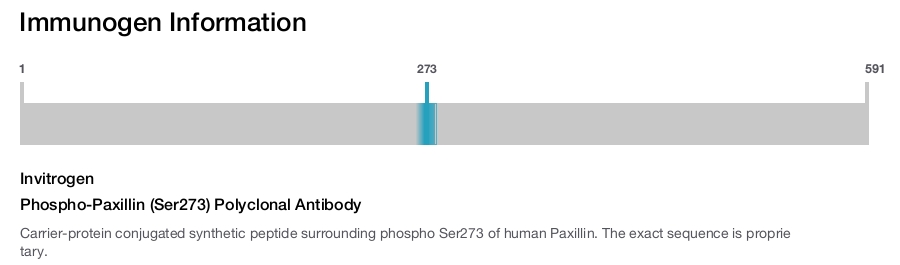 Phospho-Paxillin (Ser273) Polyclonal Antibody