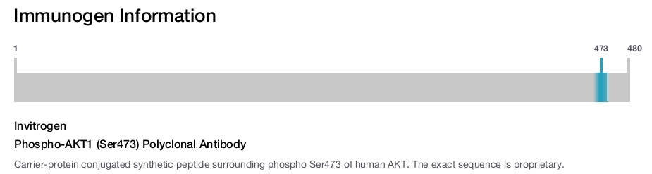 Phospho-AKT1 (Ser473) Polyclonal Antibody