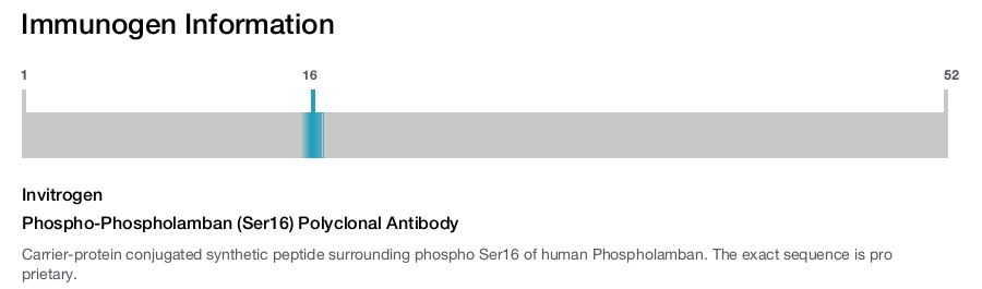 Phospho-Phospholamban (Ser16) Polyclonal Antibody