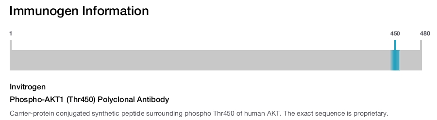 Phospho-AKT1 (Thr450) Polyclonal Antibody