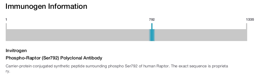 Phospho-Raptor (Ser792) Polyclonal Antibody