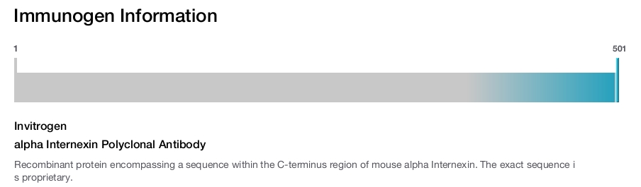 alpha Internexin Polyclonal Antibody