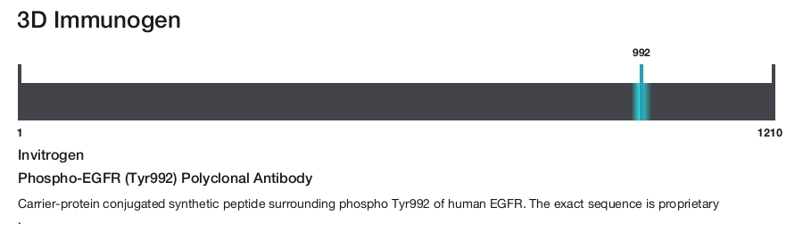 Phospho-EGFR (Tyr992) Polyclonal Antibody