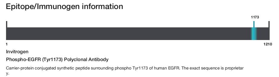 Phospho-EGFR (Tyr1173) Polyclonal Antibody