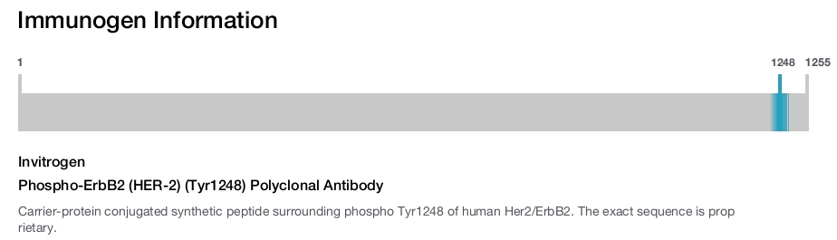Phospho-ErbB2 (HER-2) (Tyr1248) Polyclonal Antibody